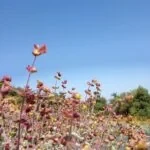 TOFILLO Dittany Kräutertee aus Kreta