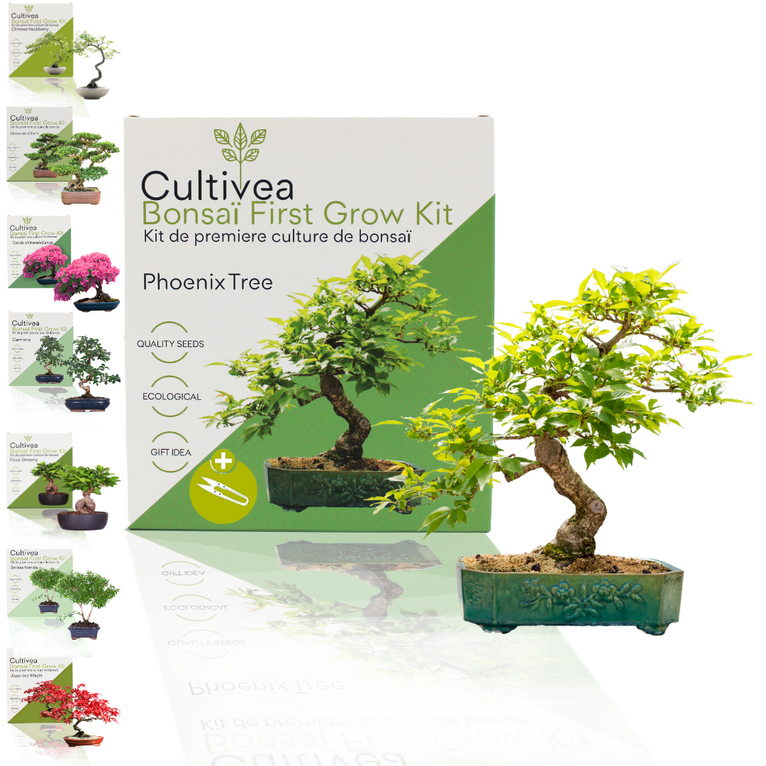 Cultivea - Kit First Bonsai - Kit de première culture de bonsaï avec accessoires | Idée cadeau Originale