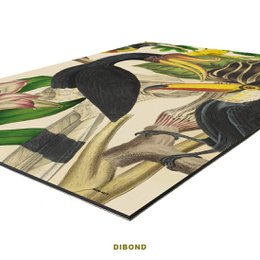 Vægkunst | Tucan Jungle
