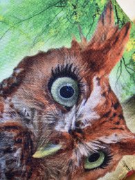 Evui - hibou et vos dans la forêt
