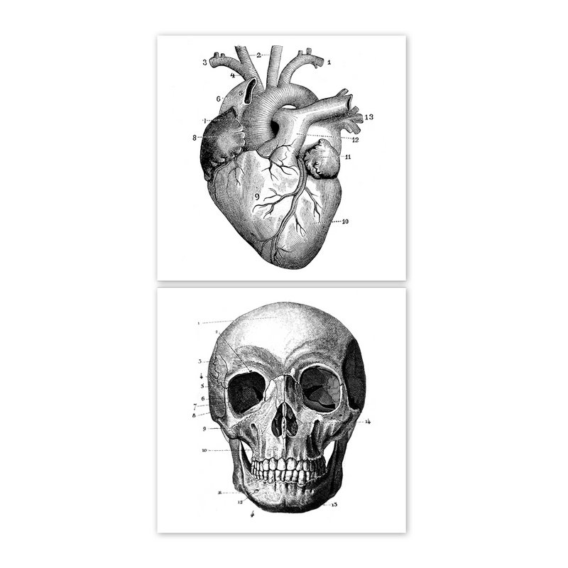 Anatomie  - Aufkleber für Fliesen