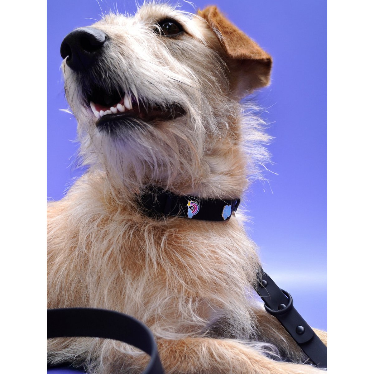Rainbow dog collar trailer