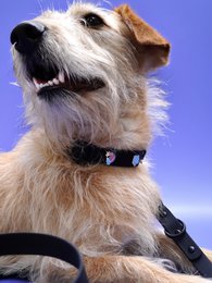 Rainbow Dog Collar Trailer