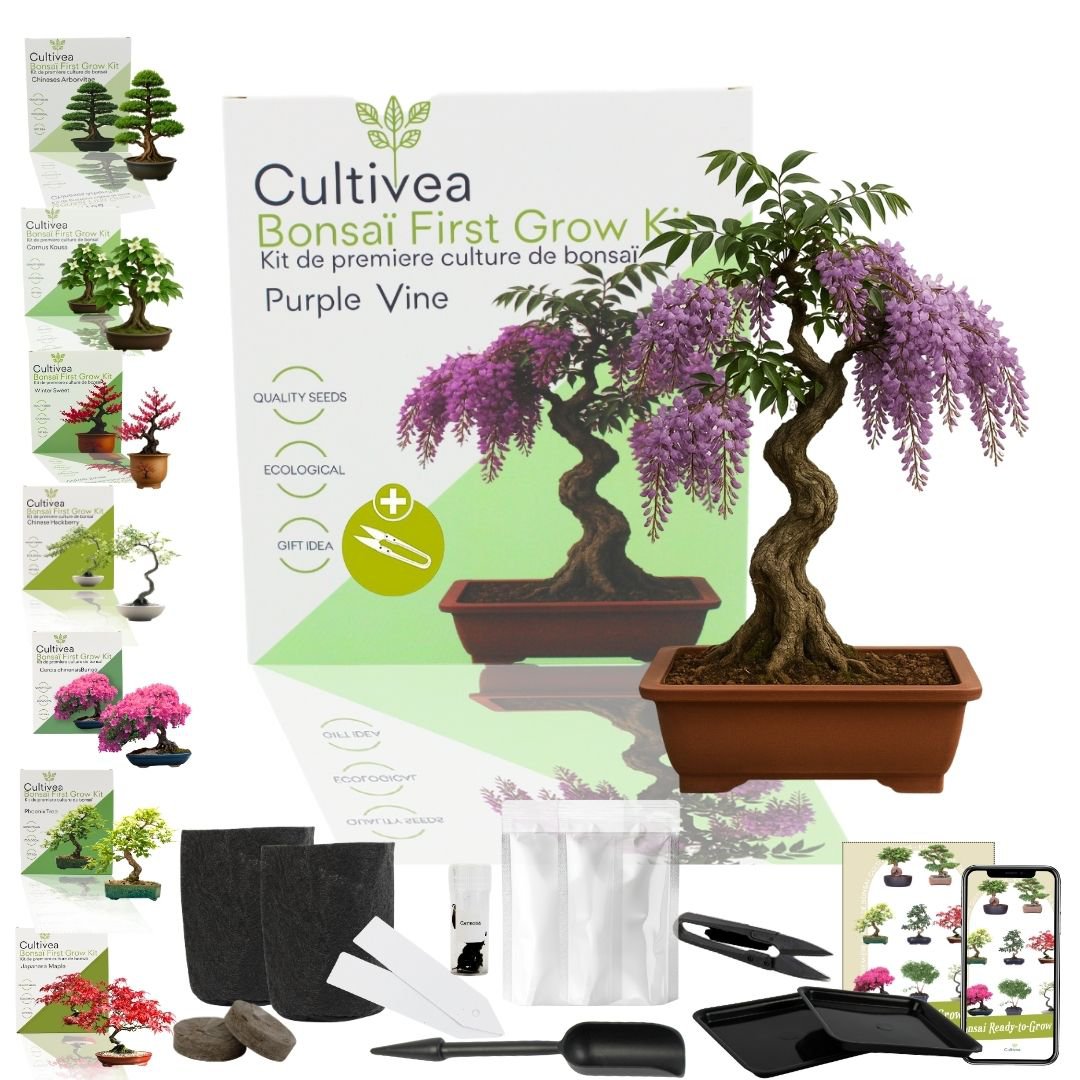 Cultivea - Kit First Bonsai - Kit de première culture de bonsaï avec accessoires | Idée cadeau Originale
