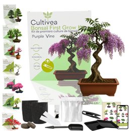 Kultiviert - First Bonsai Kit - First Bonsai Culture Kit mit Accessoires | Originalgeschenkidee