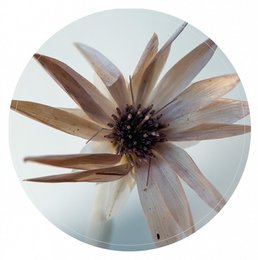 Wall circle natural flower
