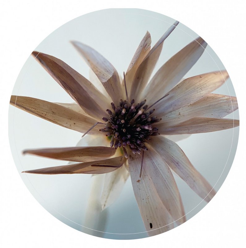 Wall circle natural flower