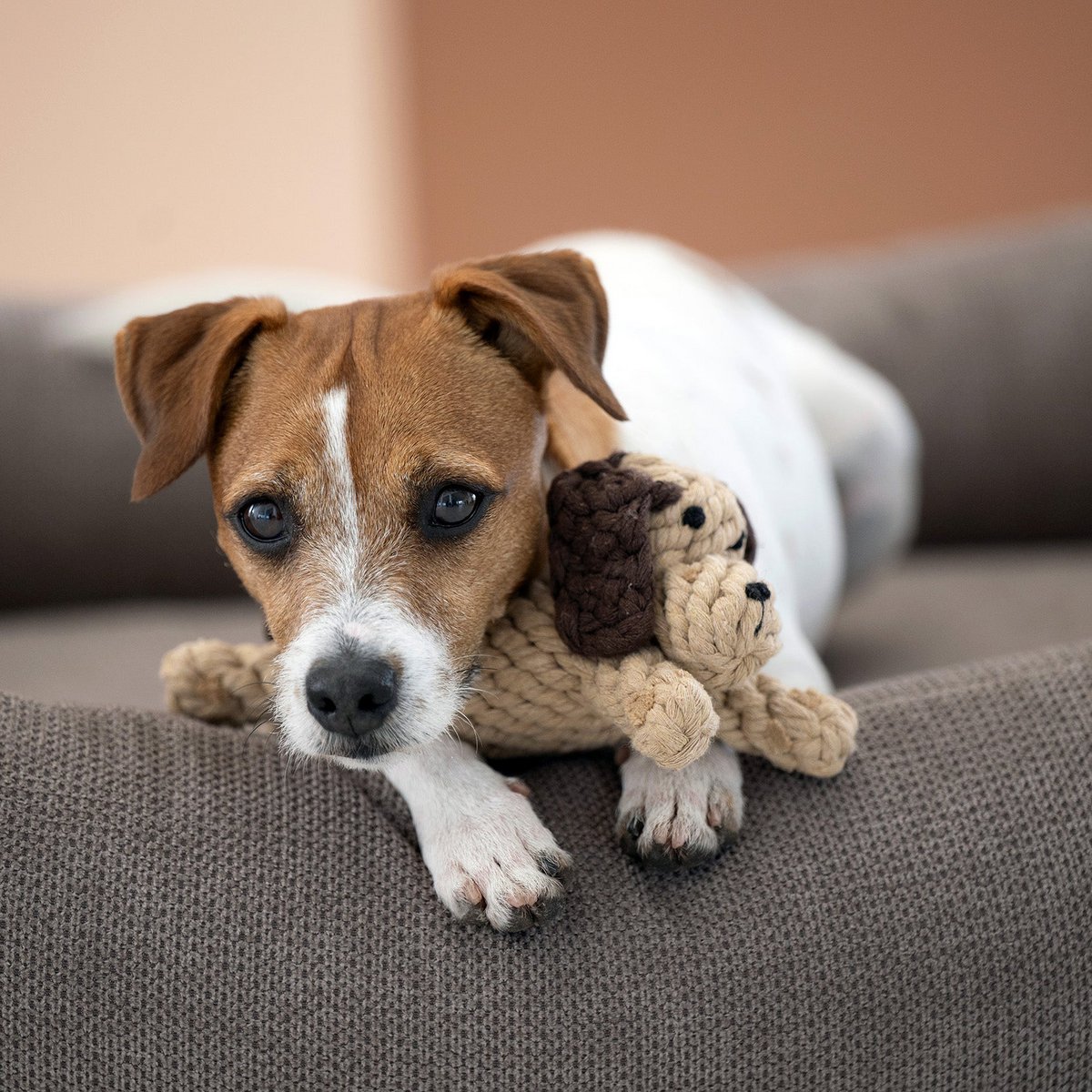 Doggy Dog Jr. - giocattolo cult per cani