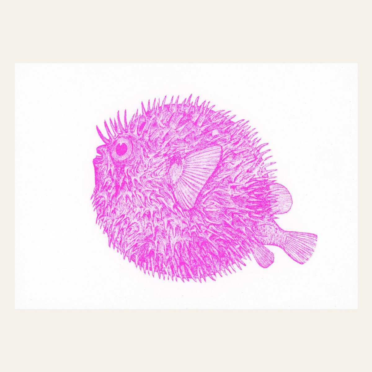 RISOGRAFIA Postcard - pesce riccio - din a6