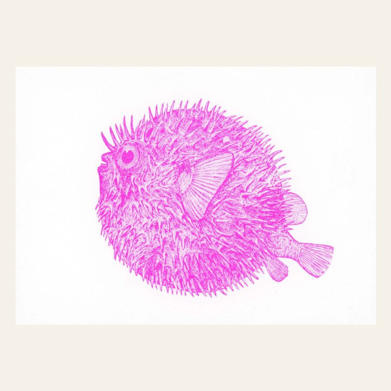 Risographie Carte postale - Hedgehogfish - DIN A6
