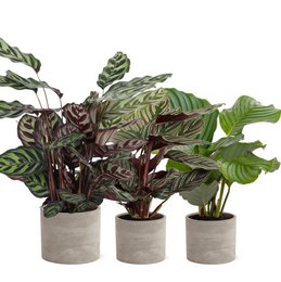 Farverig Mix Industrial Jolijn 14 cm potte