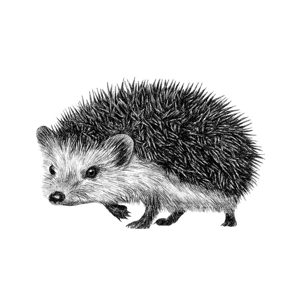 Imprimés d'animaux de la forêt