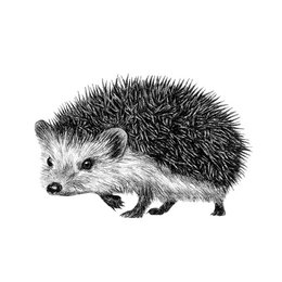 Estampados de animales del bosque