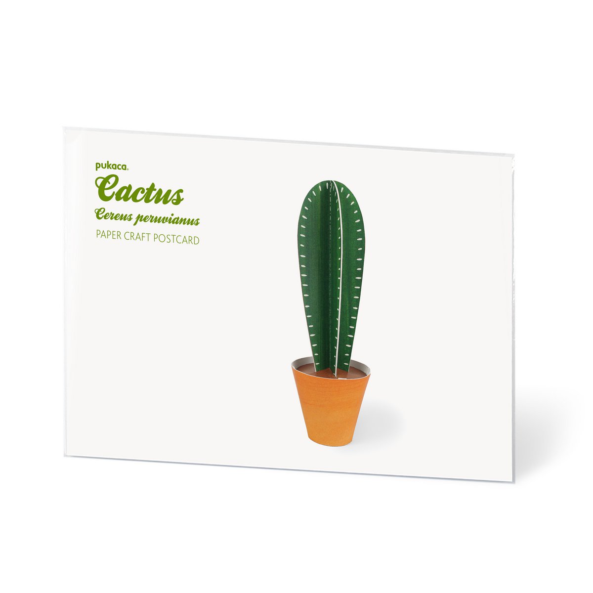 Cereus peruvianus Carte postale