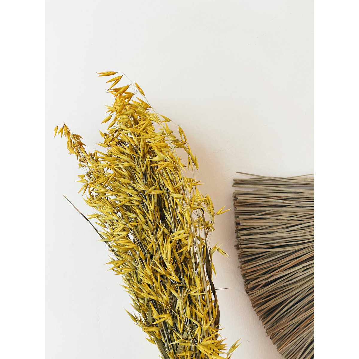 Avena Gelbe Trockenblumen