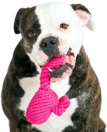 Franzi Flamingo - kultlegetøj til hunde