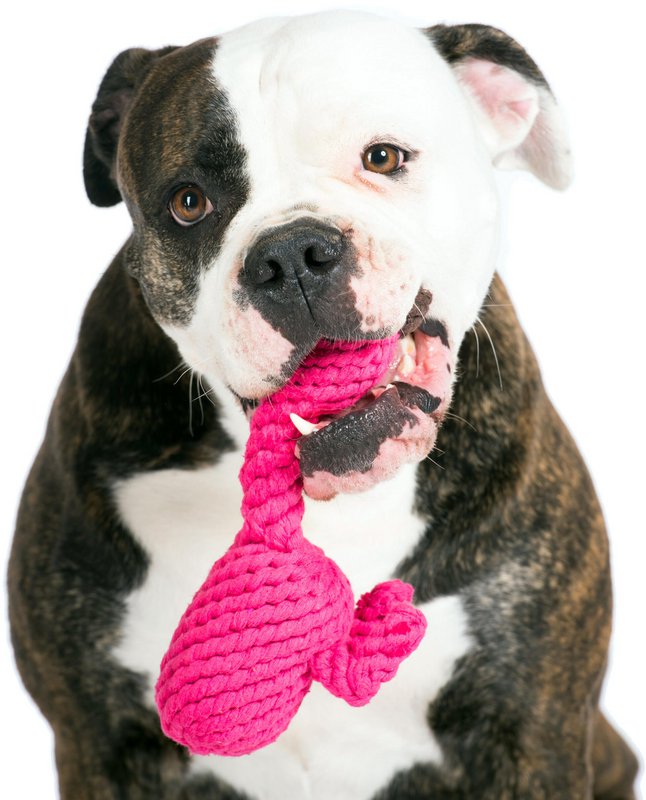 Franzi Flamingo - kultlegetøj til hunde