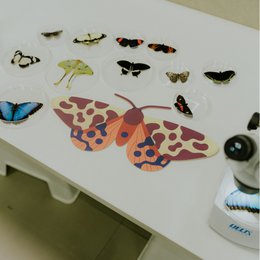 Garden Tiger Moth– wooden wall decoration, butterfly home art, decorative object