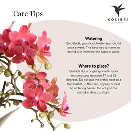 Orquídeas Colibr | Red Phalaenopsis Orchid - Congo + Gummy Pot Trattine - Medida de maceta Ø9cm | Planta de sala de flores en maceta de flores: fresco del productor