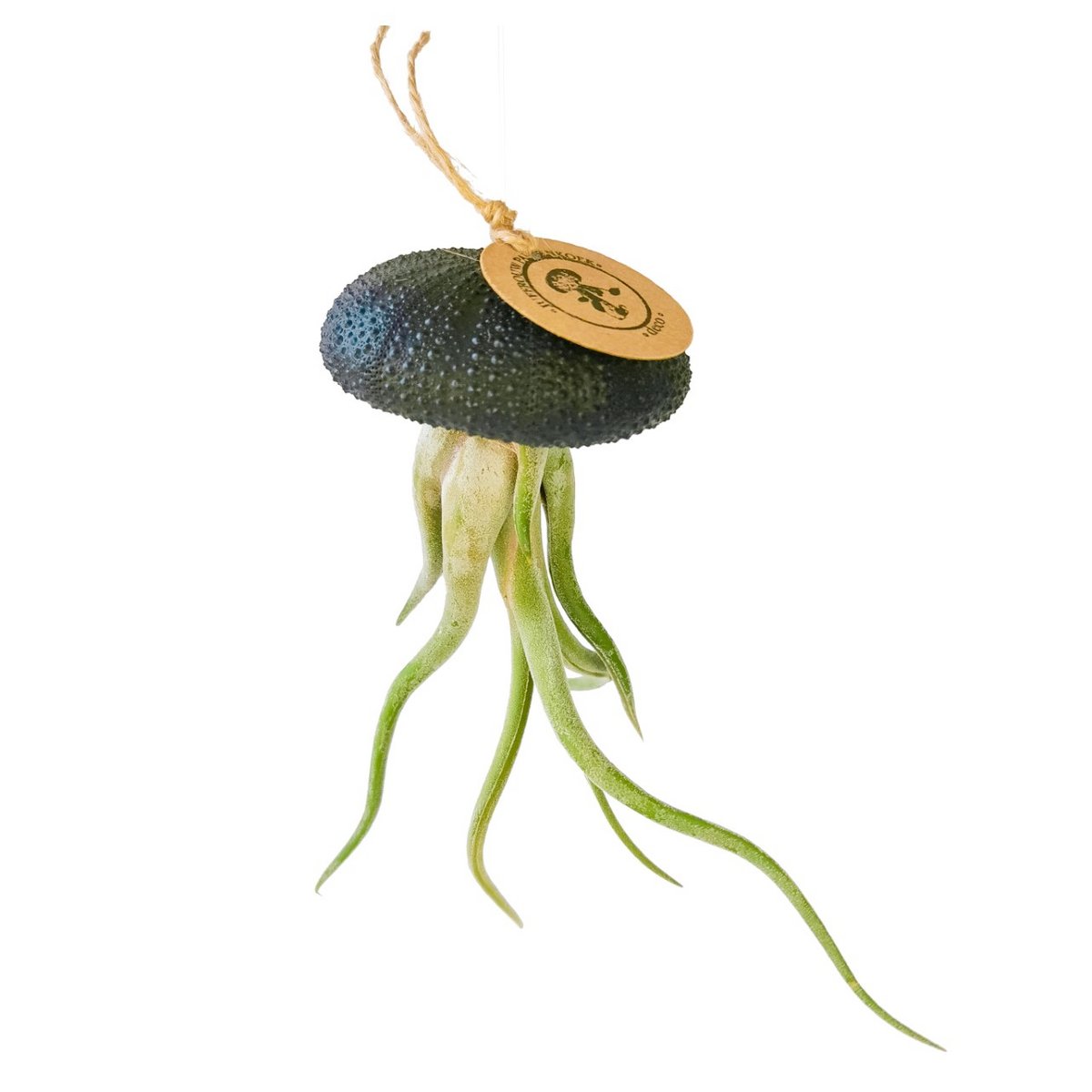 Luftpflanze Anhänger-Sea Reg mit Tillandsia Caput Medusae-Black