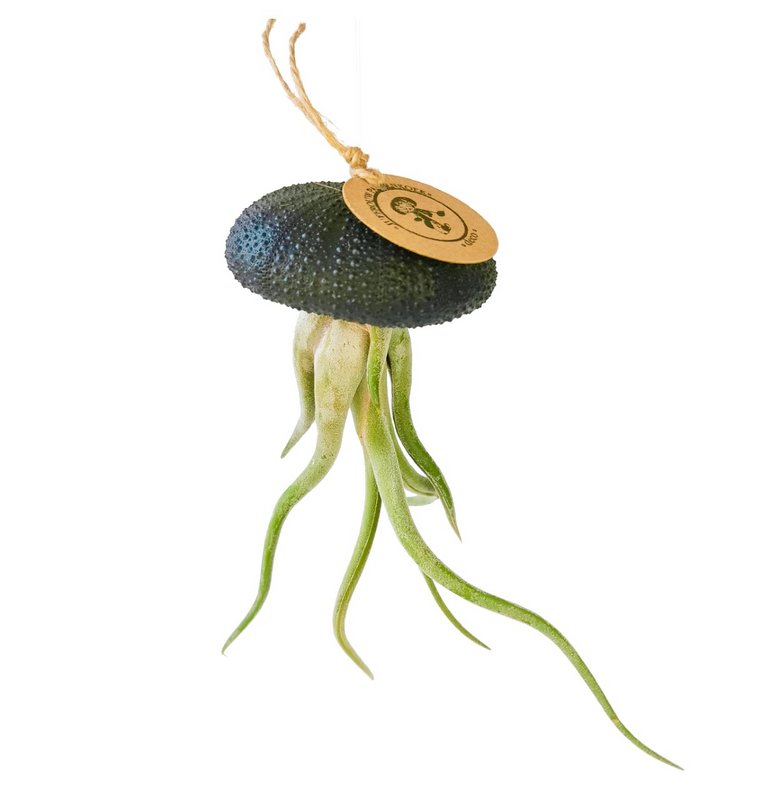 Air Plant Pendel-Sea Reg med Tillandsia Caput Medusae-Black