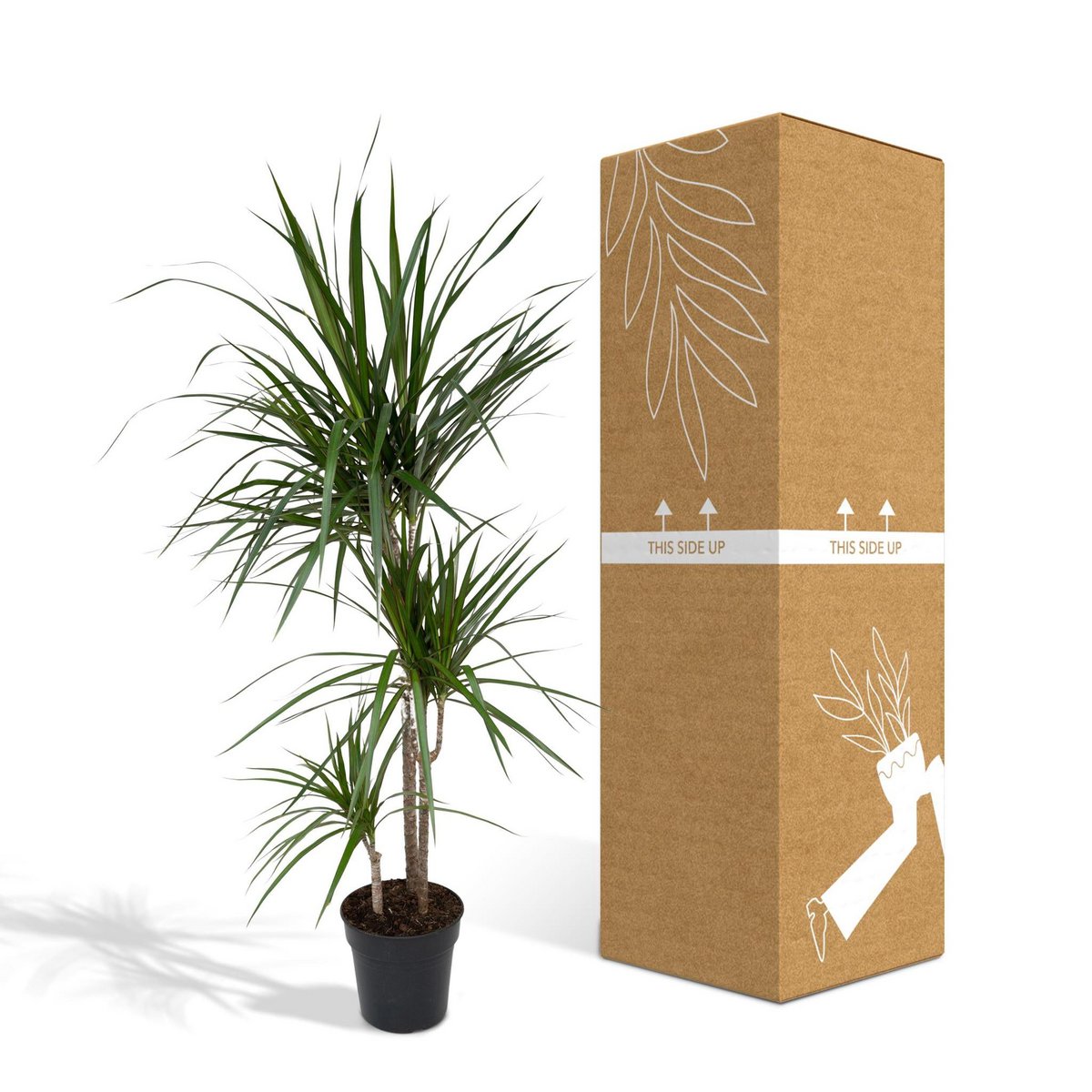 Dracaena Marginata - Dragon Tree - Ø21cm - ↕115cm
