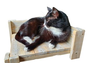 furn old dutch kattentafel laag