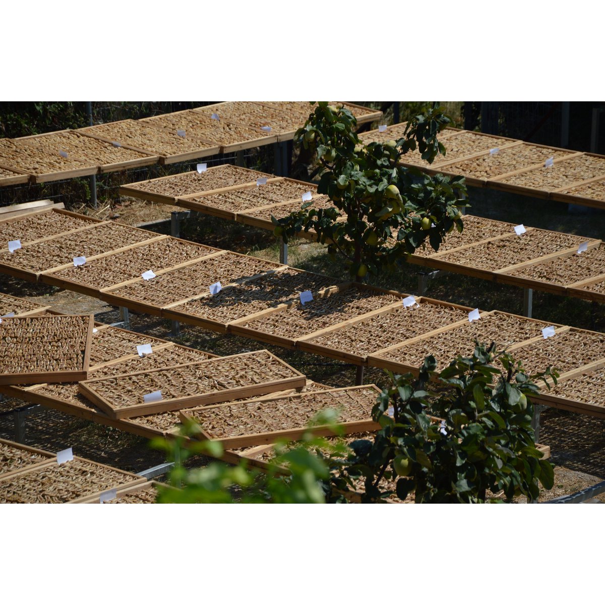 KUMILIO Premium Sundried Kími Figs