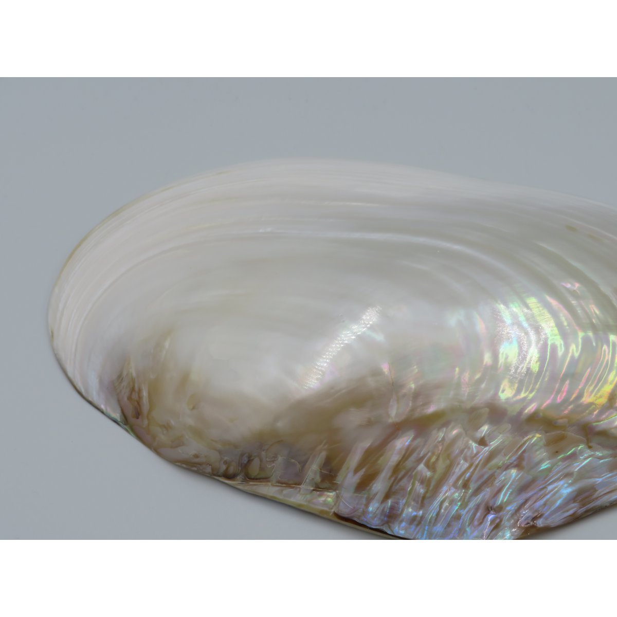 Mother-of-pearl shell - Kupang 20-22 cm