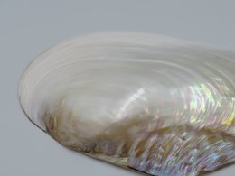 Mother-of-pearl shell - Kupang 20-22 cm