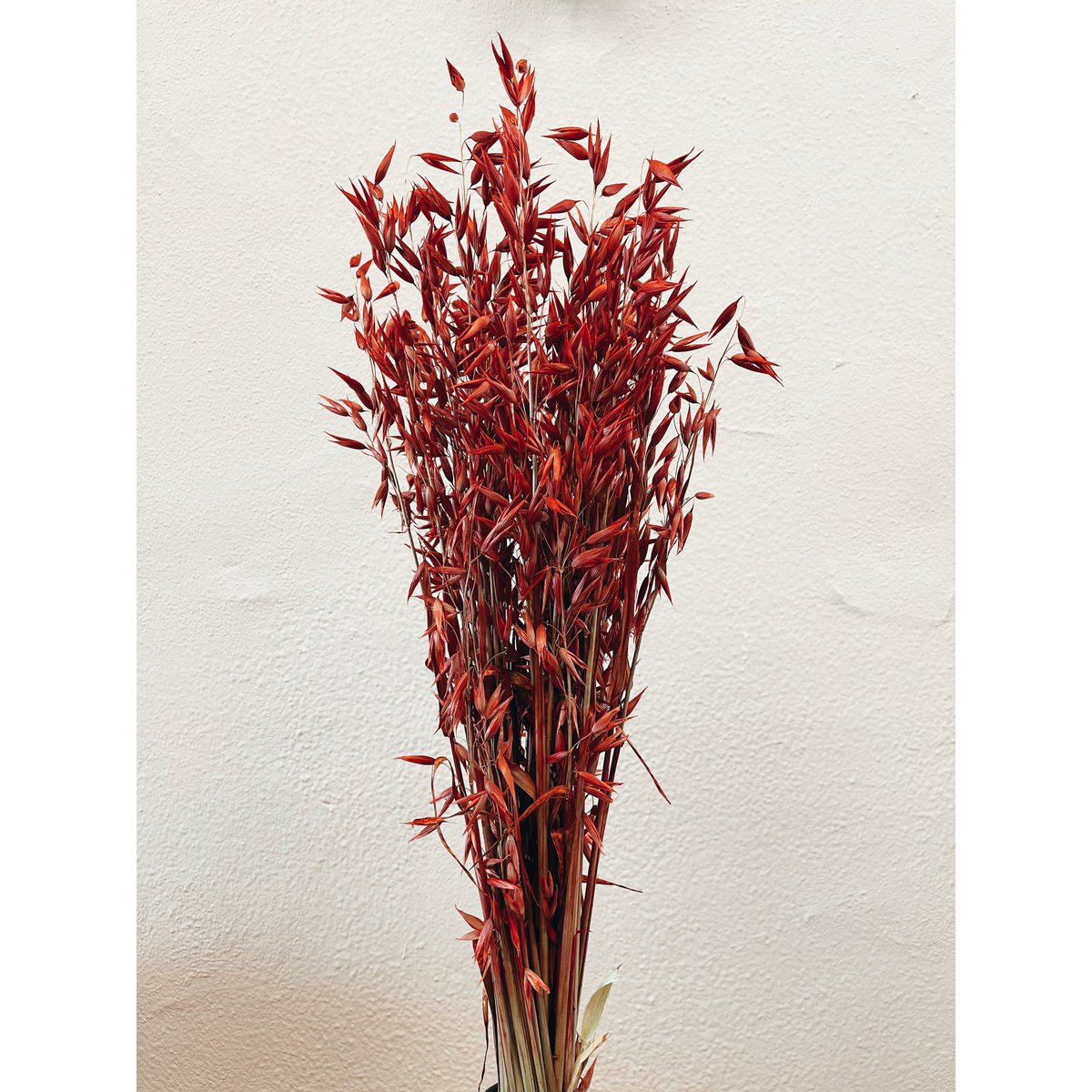 Fiori secchi rossi di Avena