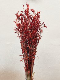 Fiori secchi rossi di Avena