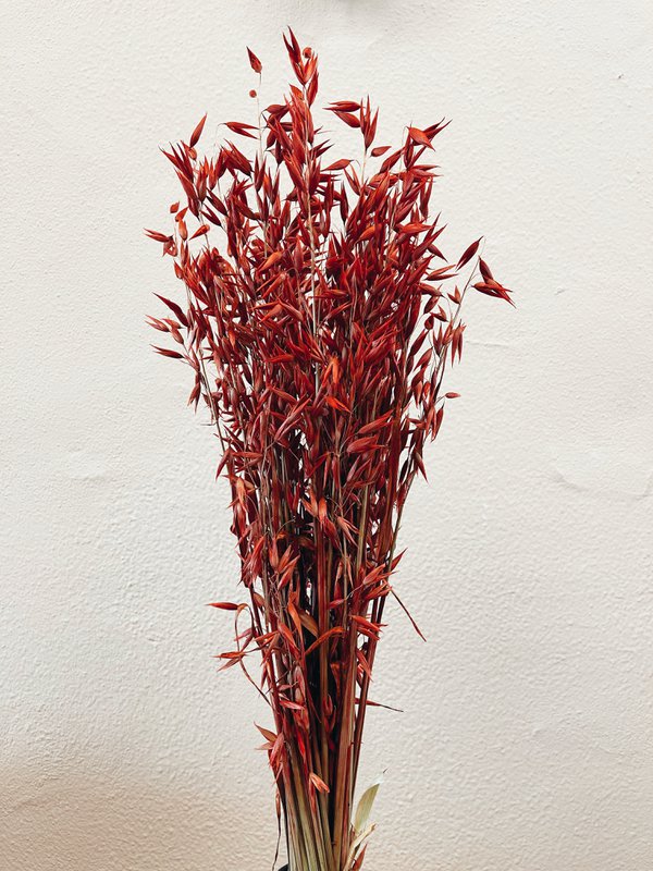 Fiori secchi rossi di Avena