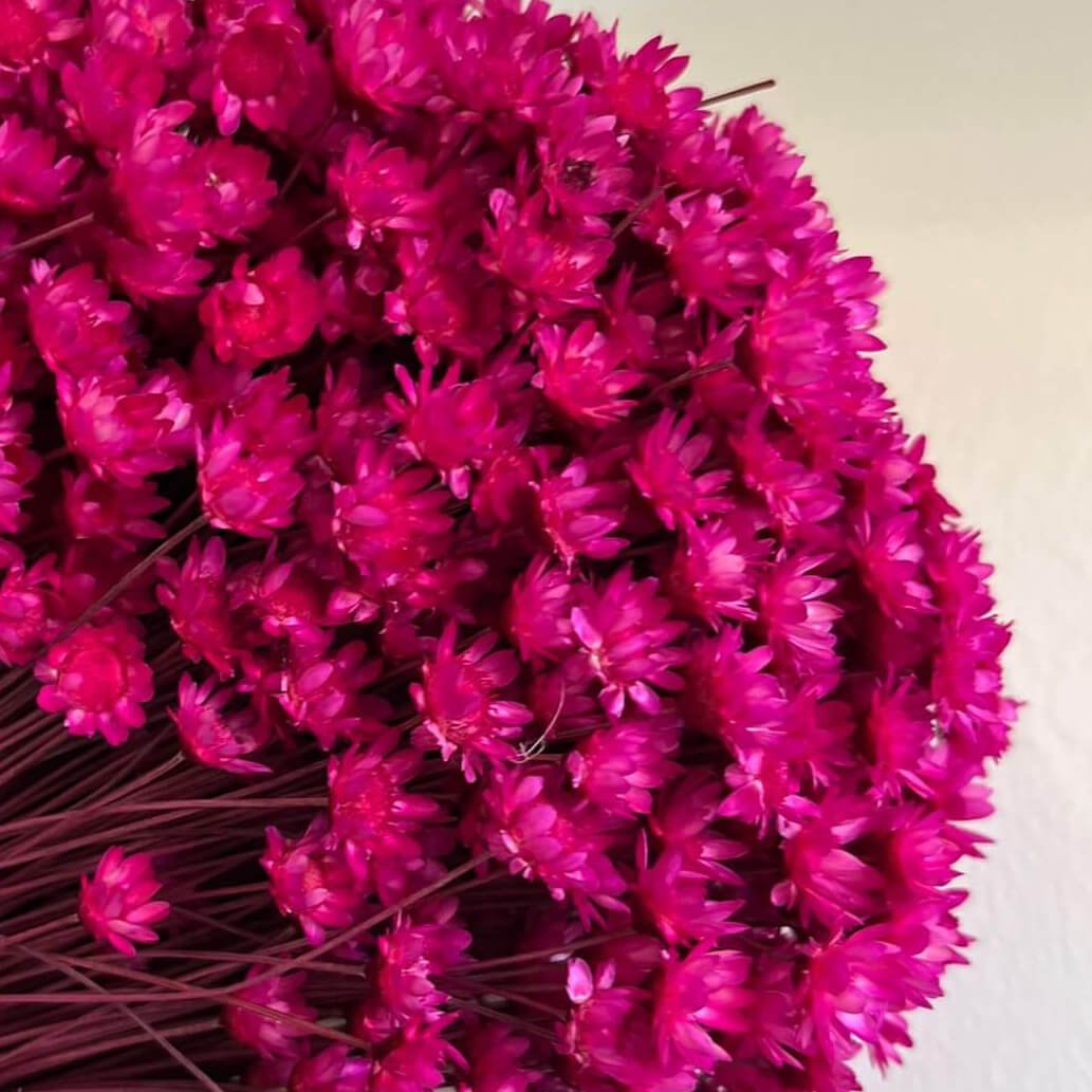 Glixia in diversity: Colorful dried flowers for creative decoration