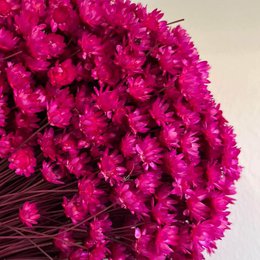 Glixia in diversity: Colorful dried flowers for creative decoration