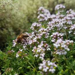 Sweets - Honey & Thyme