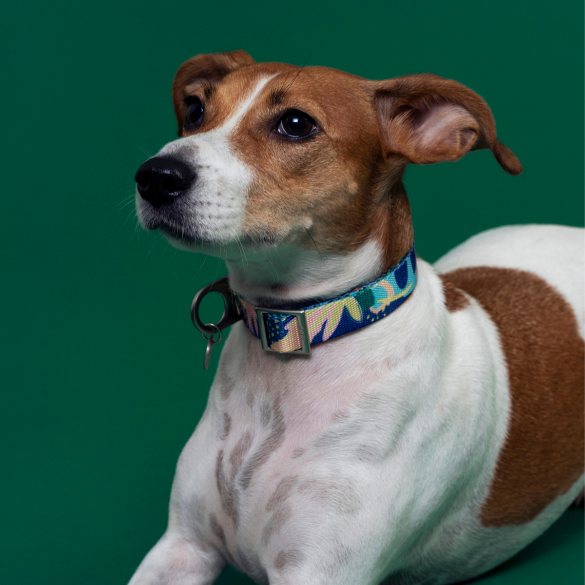 Frans Dog Collar