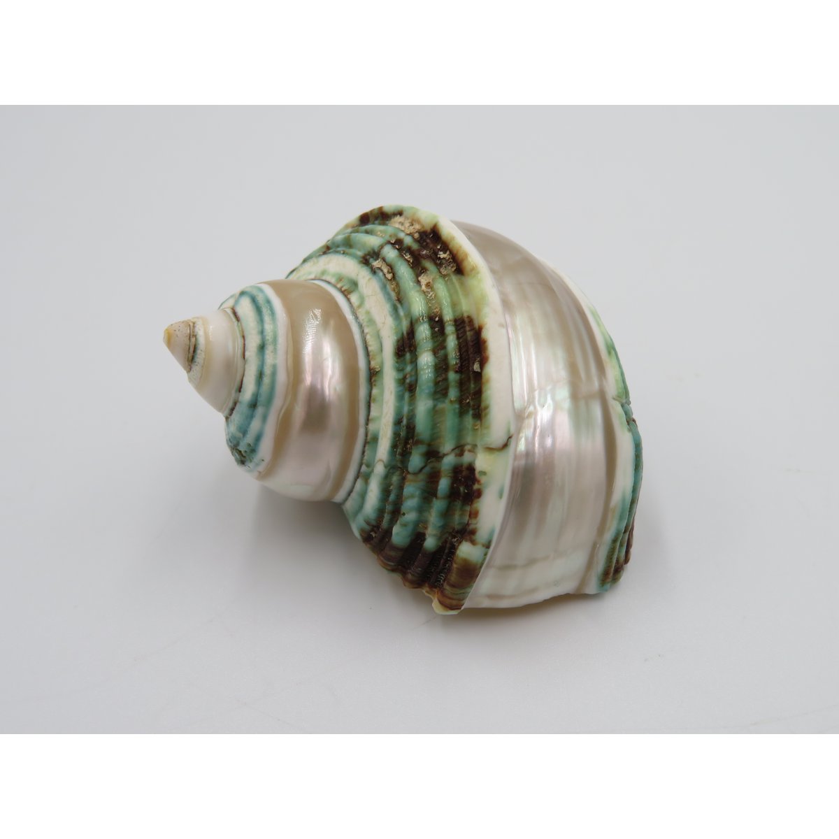 Natural shell - Talembu Poleng Green