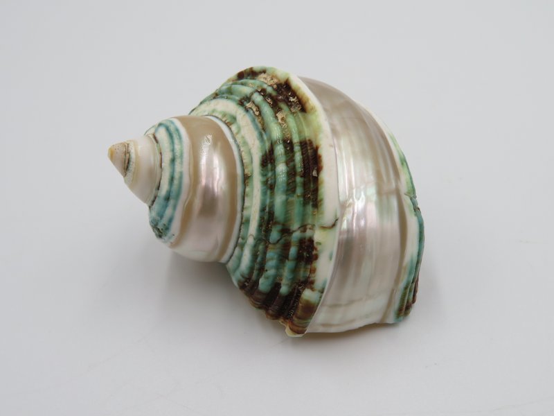 Natural shell - Talembu Poleng Green