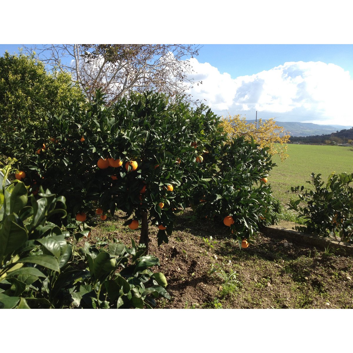 ITALIA | SICILIA | FLAVOURED Extra Virgin Olive Oil | ORANGE | 250 ml