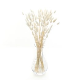 Gebleekte konijnenstaarten (Lagurus) 50g