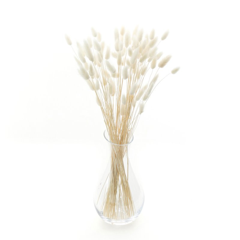 Gebleekte konijnenstaarten (Lagurus) 50g