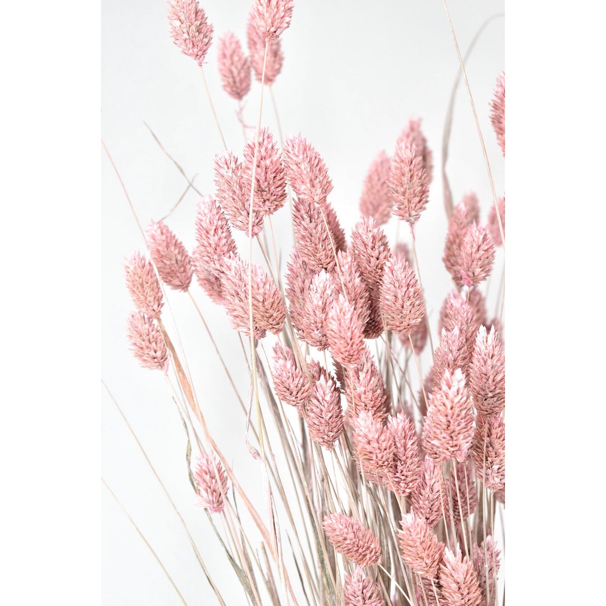 Phalaris - 60 cm - Kwiaty suszone