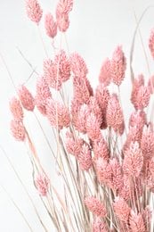 Dried phalaris flowers in various shades of pink, including light pink, salmon, and dark pink. The flowers have a fluffy, feathery appearance and are arranged in a bouquet-like display.
