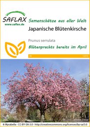  Delicate pink blossoms of the Japanese cherry tree, blooming beautifully in spring. Ideal for planting in gardens or parks to enjoy the stunning floral display.