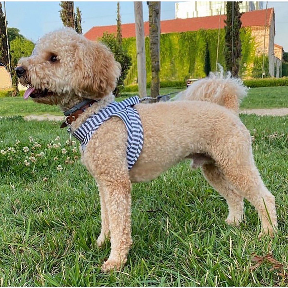 %100 Cotton Black Striped Straight Collar Harness