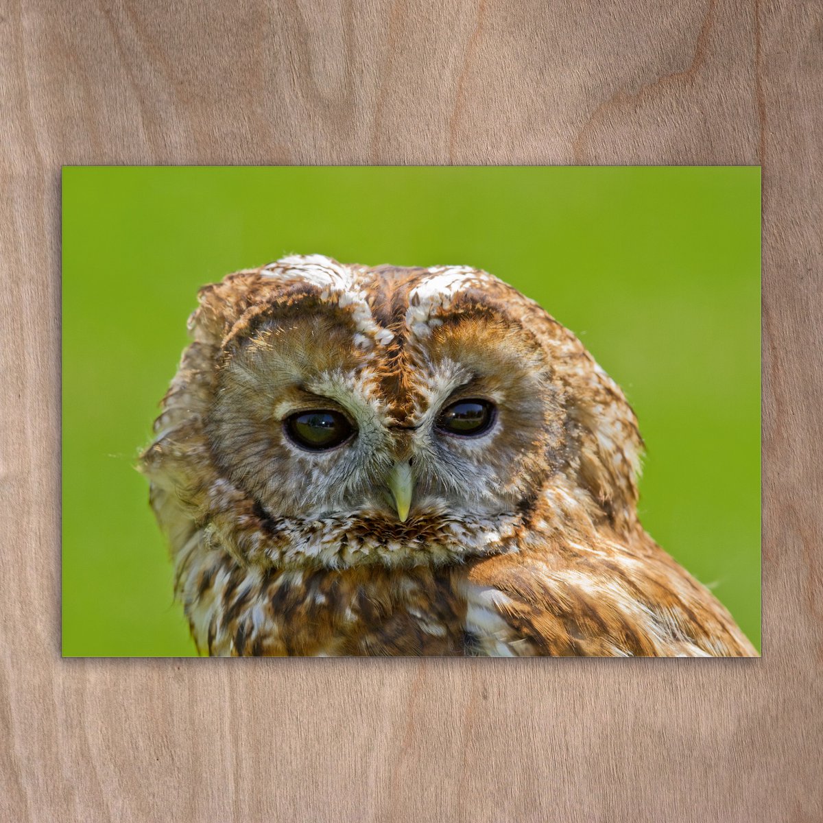 Postcard, postcard, 0303 bird tawny owl owl