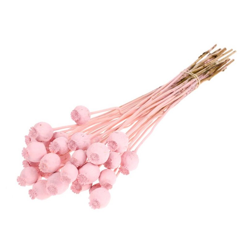 Valmuekapsler, ca 50cm, limet pink