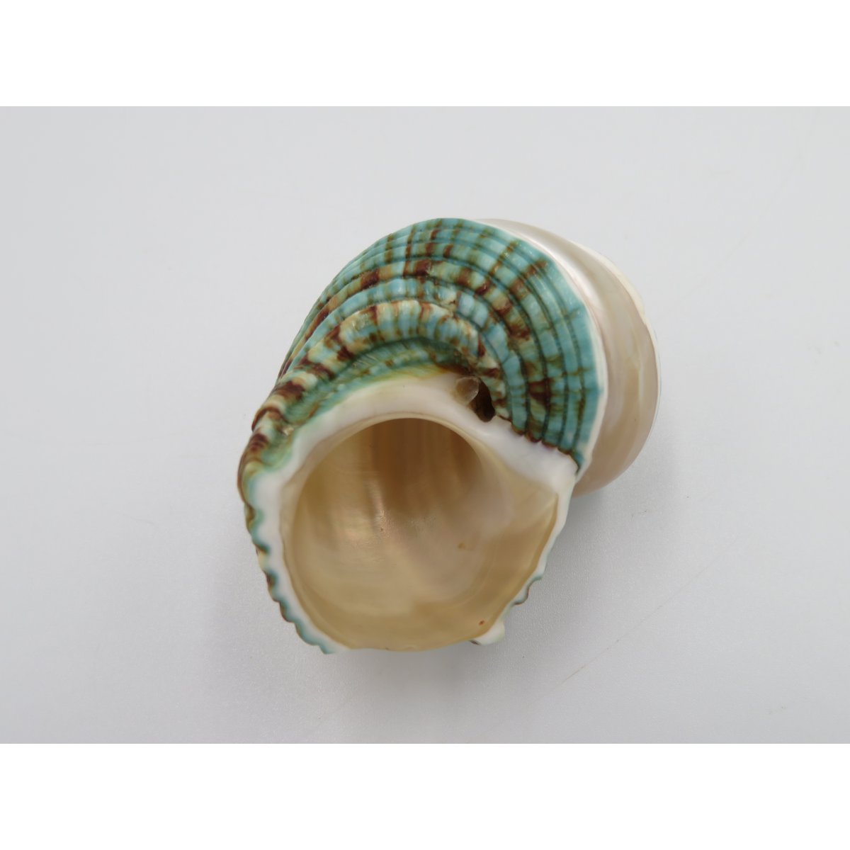 Natural shell - Talembu Poleng Green