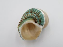 Natural shell - Talembu Poleng Green